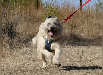 Clark sucht ein neues Zuhause