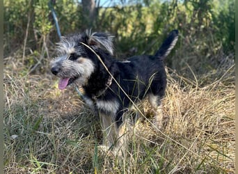 Ozzy sucht ein Herz, das ihn liebt