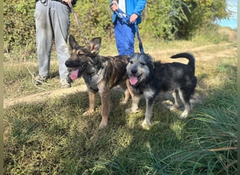 Ozzy sucht ein Herz, das ihn liebt