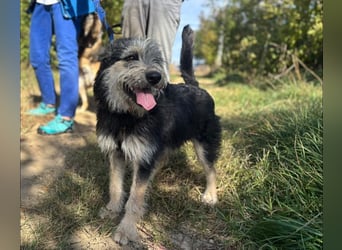 Ozzy sucht ein Herz, das ihn liebt