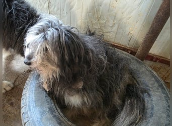 Fluffy - kleine Wuschelmaus