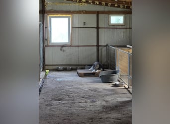 Fluffy - kleine Wuschelmaus