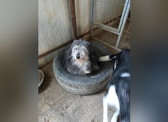 Fluffy - kleine Wuschelmaus