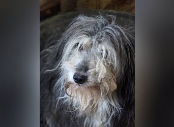 Fluffy - kleine Wuschelmaus