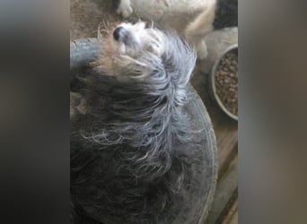 Fluffy - kleine Wuschelmaus