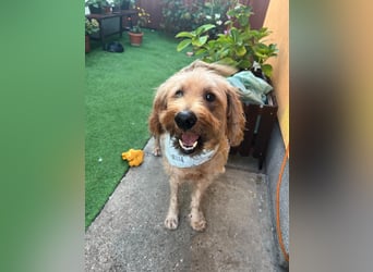 Herzenshund Samson sucht ein liebevolles Zuhause Herzenshund Samson sucht ein liebevolles Zuhause