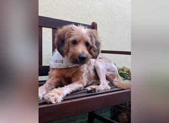 Herzenshund Samson sucht ein liebevolles Zuhause Herzenshund Samson sucht ein liebevolles Zuhause