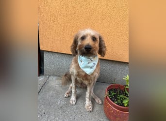 Herzenshund Samson sucht ein liebevolles Zuhause Herzenshund Samson sucht ein liebevolles Zuhause
