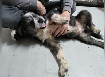 Charlie sucht ein neues Zuhause