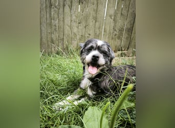 Charlie sucht ein neues Zuhause