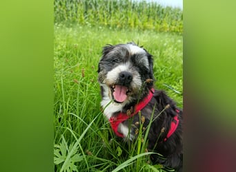 Charlie sucht ein neues Zuhause