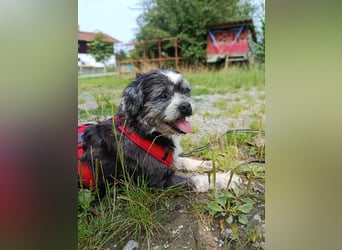 Charlie sucht ein neues Zuhause