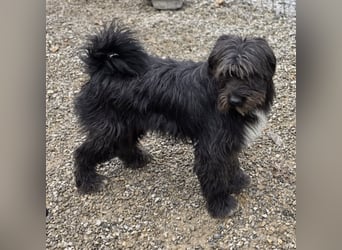 Nakoto möchte das Tierheim verlassen