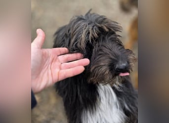 Nakoto möchte das Tierheim verlassen