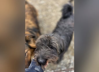 Nakoto möchte das Tierheim verlassen