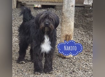 Nakoto möchte das Tierheim verlassen