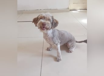 Mini Tibet-Terrier-Malteser-Mix ELLA sucht eine Familie!