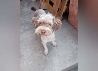 Mini Tibet-Terrier-Malteser-Mix ELLA sucht eine Familie!