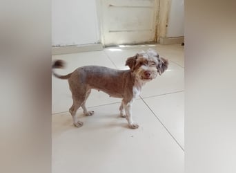 Mini Tibet-Terrier-Malteser-Mix ELLA sucht eine Familie!