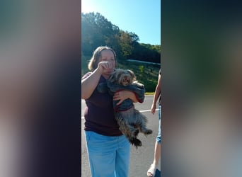 Mini Tibet-Terrier-Malteser-Mix ELLA sucht eine Familie!