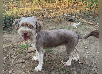 Mini Tibet-Terrier-Malteser-Bichon Mix SUZI sucht eine Familie!