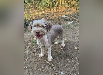 Mini Tibet-Terrier-Malteser-Bichon Mix SUZI sucht eine Familie!