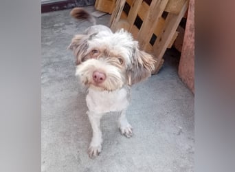 Mini Tibet-Terrier-Malteser-Mix ELLA sucht eine Familie!