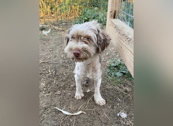 Mini Tibet-Terrier-Malteser-Bichon Mix SUZI sucht eine Familie!