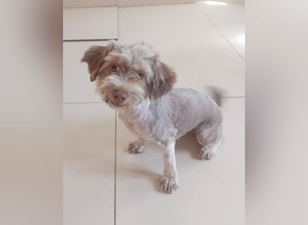 Mini Tibet-Terrier-Malteser-Mix ELLA sucht eine Familie!