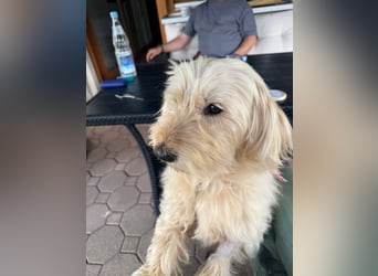 Winnie kann im Schwarzwald besucht werden