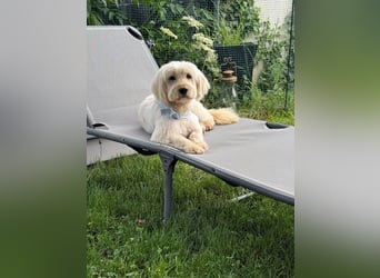 Winnie kann im Schwarzwald besucht werden