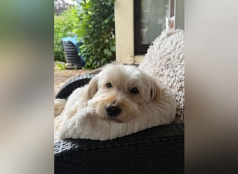 Winnie kann im Schwarzwald besucht werden