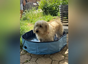 Winnie kann im Schwarzwald besucht werden