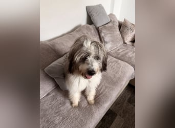 Teddy sucht zu Hause - Tibet-Terrier-Mix