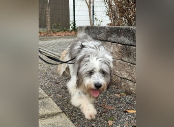 Teddy sucht zu Hause - Tibet-Terrier-Mix