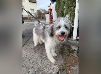 Teddy sucht zu Hause - Tibet-Terrier-Mix