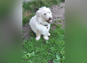 Vom schüchternen Wuschel zum Kuschelbär