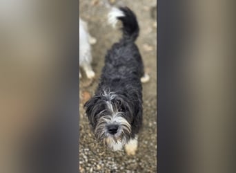 Noori sehnt sich nach einer Familie