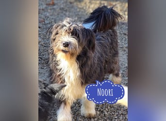 Noori sehnt sich nach einer Familie