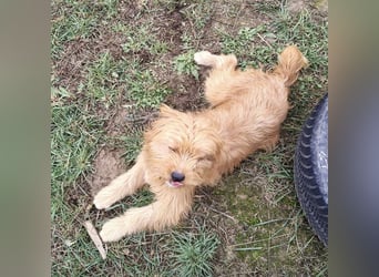 Gitta eine freundliche liebe Hündin