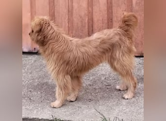 Gitta eine freundliche liebe Hündin