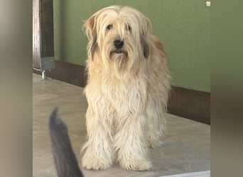 Shai ein Seelenhund