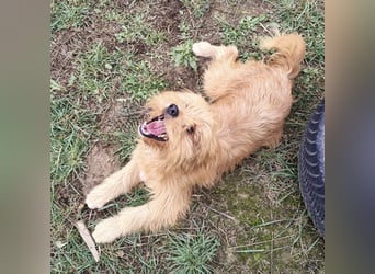 Gitta eine freundliche liebe Hündin