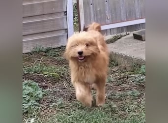 Gitta eine freundliche liebe Hündin