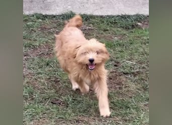 Gitta eine freundliche liebe Hündin