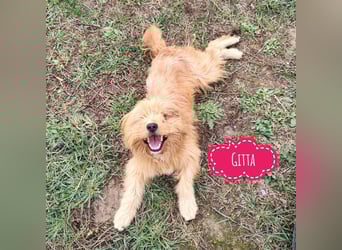 Gitta eine freundliche liebe Hündin