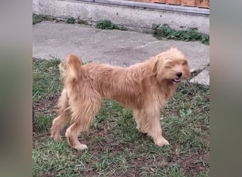 Gitta eine freundliche liebe Hündin