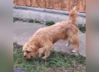 Gitta eine freundliche liebe Hündin