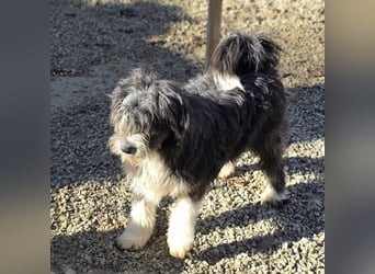 Noori sehnt sich nach einer Familie