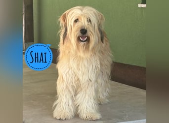 Shai ein Seelenhund